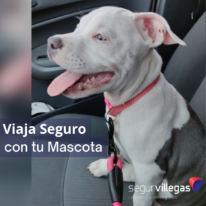 como viajar con tu mascota de viaje